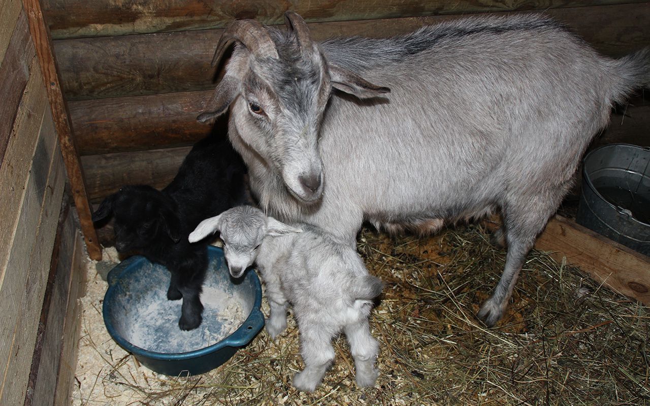 Чим годувати козу основні правила і норми харчування кіз