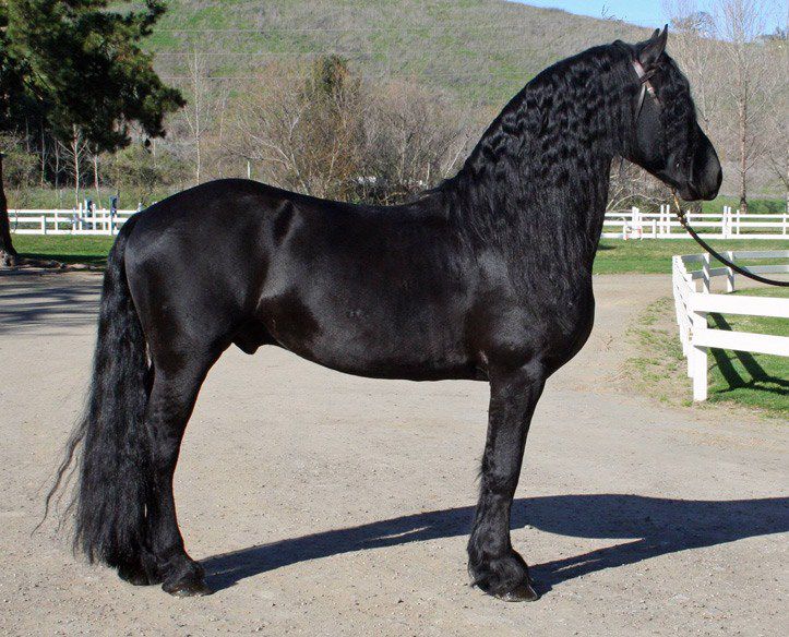 Фризька кінь: опис породи, особливості змісту, раціон коней