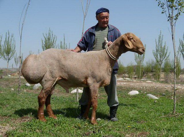 Гиссарская порода овець: особливості утримання, годівлі, вакцинація