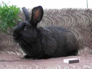 Чорно бурий кролик утримання, годування, розведення, особливості породи