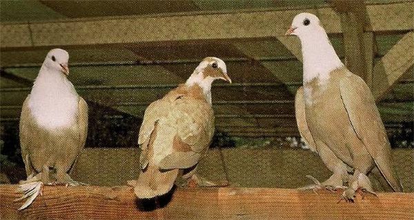 Голуби такла: зміст, раціон, особливості бойных голубів