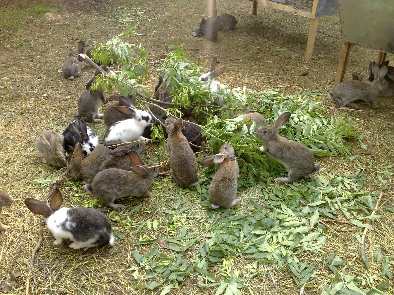 Чим годувати кроликів правила організації харчування кроликів