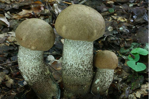 Підберезник, фото і опис видів, як виглядає гриб