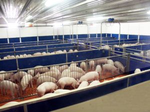 Бізнес план свиноферми розрахунок витрат і прибутку