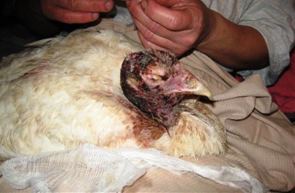 Гистомоноз птахів: діагностика, лікування, методи профілактики