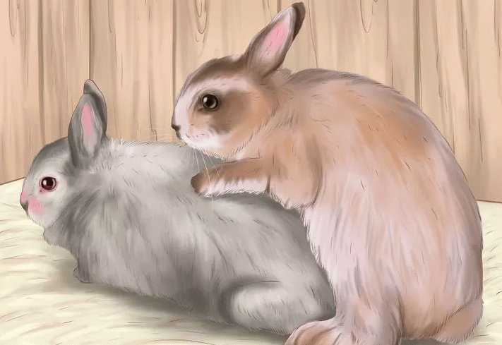 Для кроликів гамавіт: як застосовувати, дозування і курс