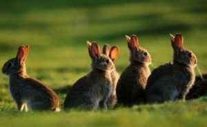 Чи можна годувати кроликів хлібом? Хліб кролям: користь чи шкода?