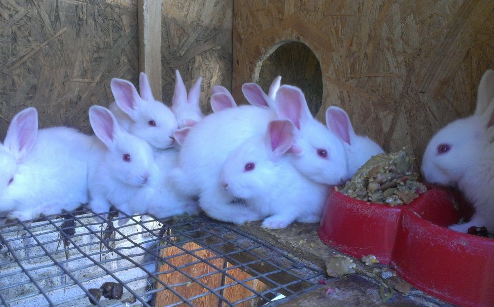 Білий Паннонії опис кролика, особливості утримання і розведення