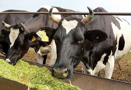 Чорно ряба порода ВРХ розведення, утримання строкатих корів