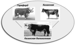 Казахська білоголова порода: опис і продуктивність