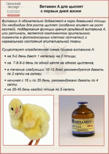 Чим пропоїти курчат у перші дні види препаратів, схеми і особливості пропойки