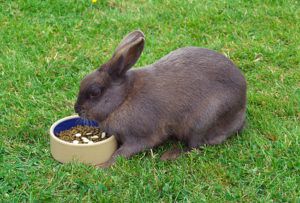 Як дресирувати кролика в домашніх умовах