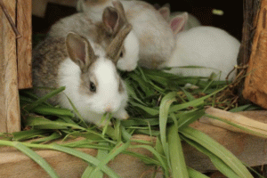 Кормушки для кроликів: види і способи виготовлення своїми руками