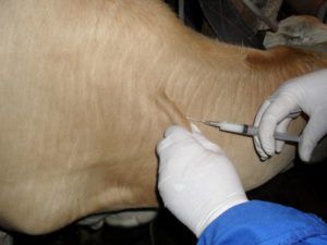 Хвороба Ауєскі у тварин: причини, симптоми і лікування