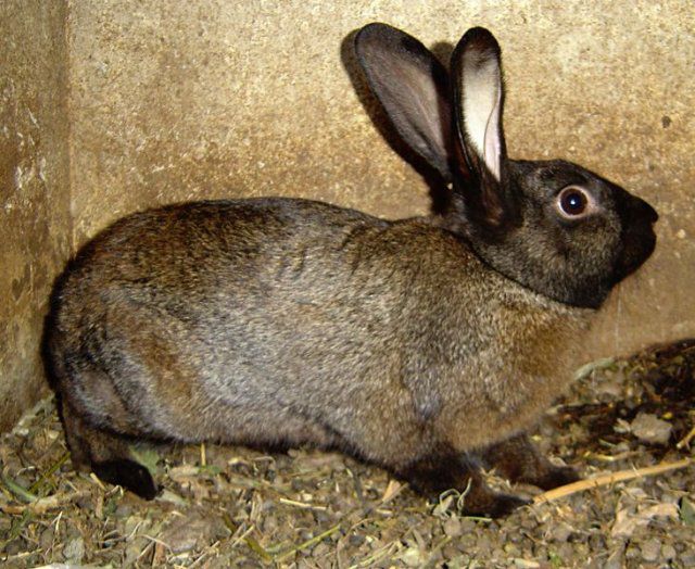 Глисти у кроликів: лікування самостійно, огляд препаратів