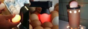 Інкубація яєць: особливості виведення потомства