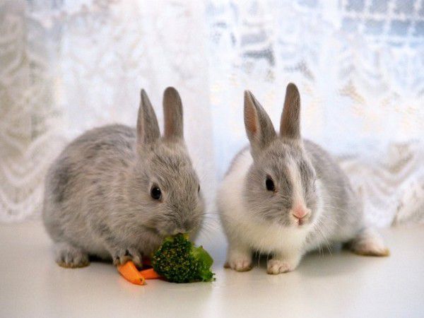 Чим годувати кроликів, щоб вони набирали вагу