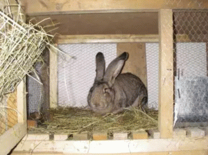 Ампролиум: інструкція по застосуванню для кроликів
