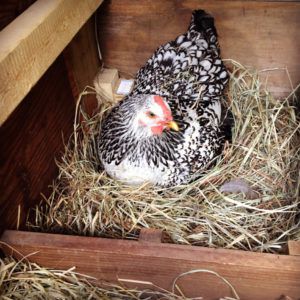 Курка квочка: догляд, харчування і вибір для висиджування яєць