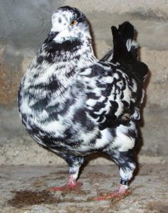 Мясні голуби: основні породи, утримання та розведення