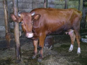 Штучне осіменіння корів в домашніх умовах