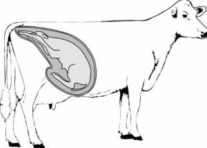 Інфекційний ринотрахеїт великої рогатої худоби