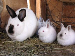 Кролики в ямі: розведення і всі подробиці змісту