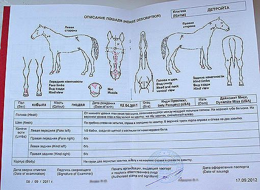 Арабський кінь опис породи, догляд за конем