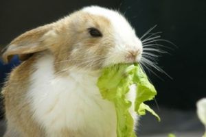 Що їдять кролики види кормів, раціон харчування, харчові норми