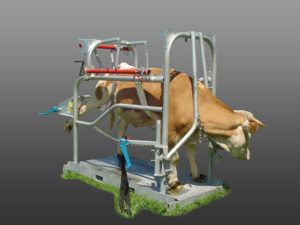 Штучне осіменіння корів в домашніх умовах