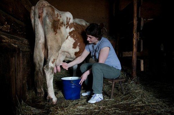 Жирність коровячого молока шкода і користь для здоровя