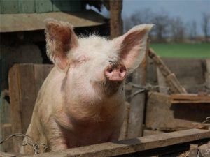 Що їдять свині правила годування, класифікація кормів