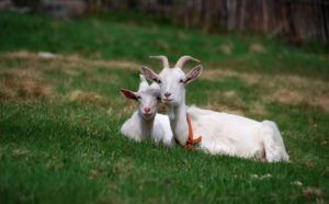 Як доїти козу в домашніх умовах? Основні правила і техніки