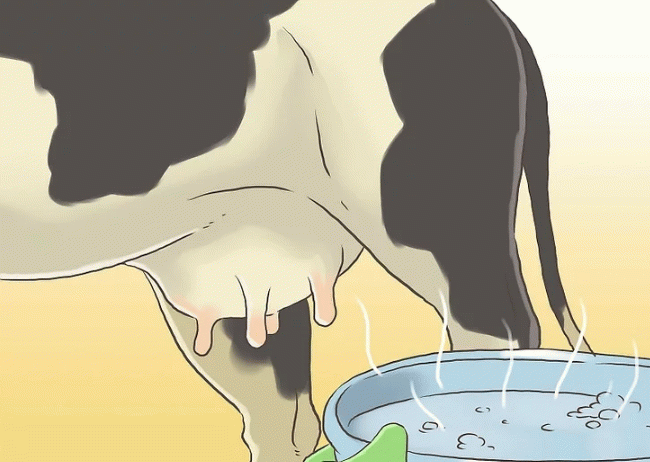 Холмогорская порода великої рогатої худоби: рентабельність і продуктивність