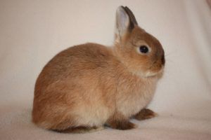 Як дресирувати кролика в домашніх умовах