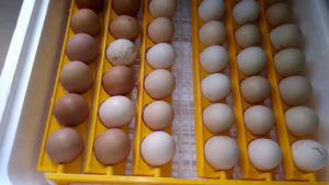 Інкубація яєць: особливості виведення потомства