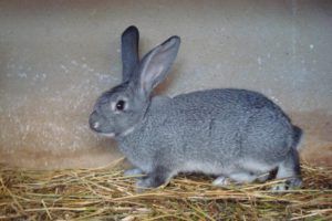 Вичинка шкур кролика в домашніх умовах: покрокова інструкція