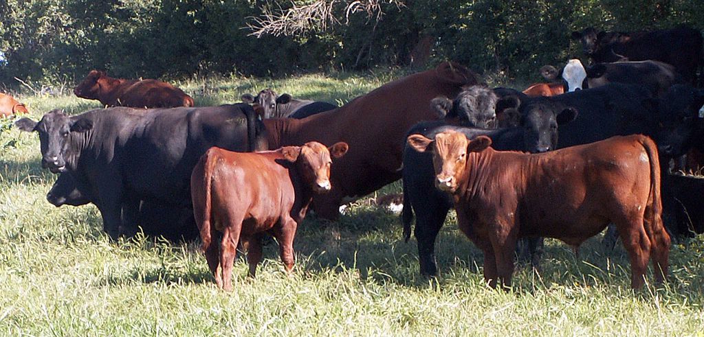 Абердин ангуська порода корів опис, продуктивність
