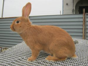 Кролики в ямі: розведення і всі подробиці змісту