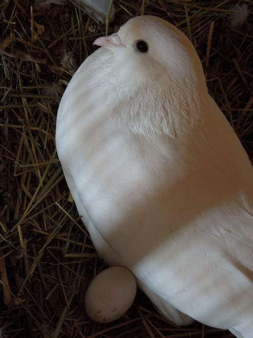 Як розмножуються голуби особливості процесу спарювання
