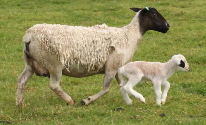 Дорпер порода овець: опис, продуктивність, правила утримання