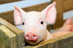 Годування свиней: принципи, технології та заборонені продукти