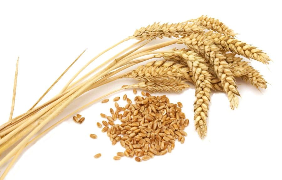 Брага на пророщеної пшениці без дріжджів: як зробити?