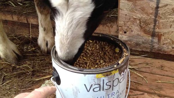 Як підвищити удій молока у кози поради фермерам