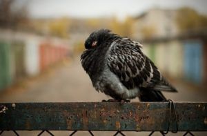 Нифулин форте для голубів: інструкція по застосуванню