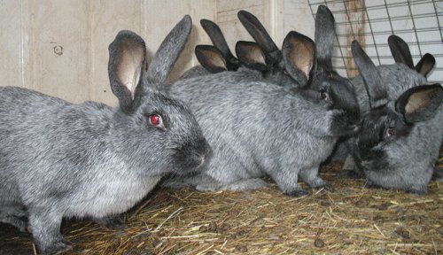 Кролики полтавське срібло: опис породи, догляд, розведення