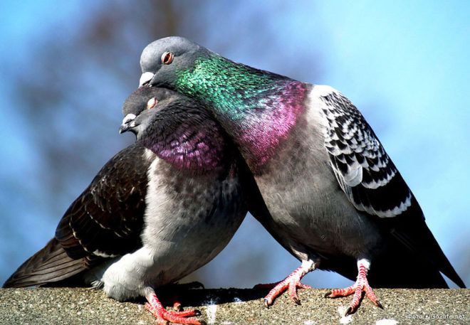 Як відрізнити голуба від голубки основні способи