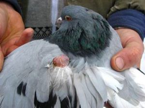 Хвороби голубів та їх лікування різновиди хвороб, симтоми, лікування