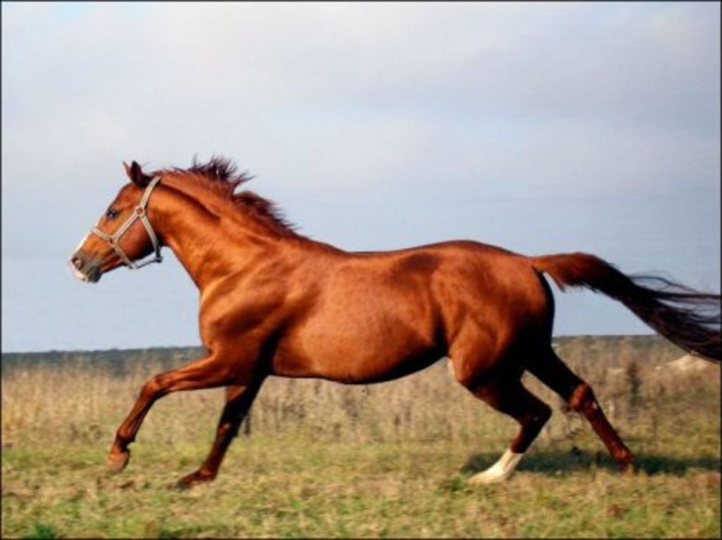 Буденновская кінь історія породи, екстерєр, особливості характеру, переваги