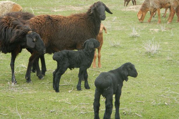 Гиссарская порода овець: особливості утримання, годівлі, вакцинація